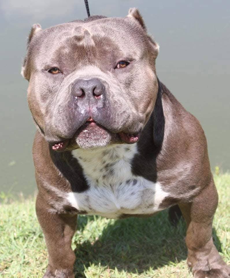 Dog Featured Image