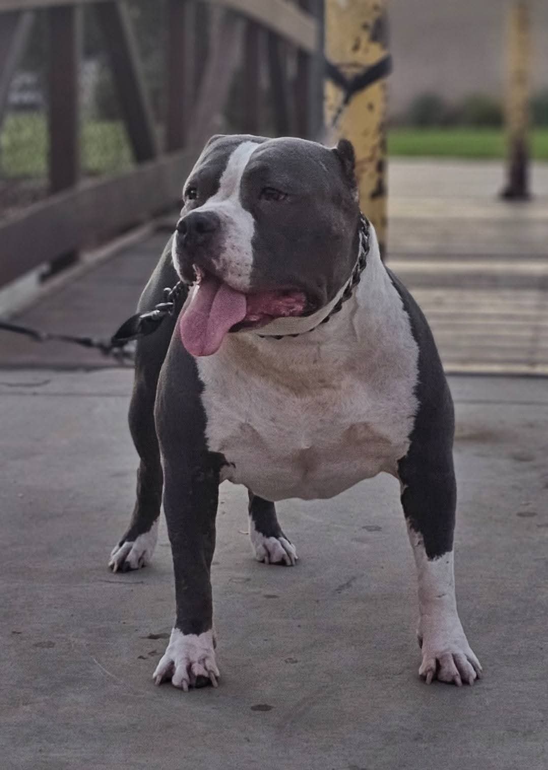 Dog Featured Image