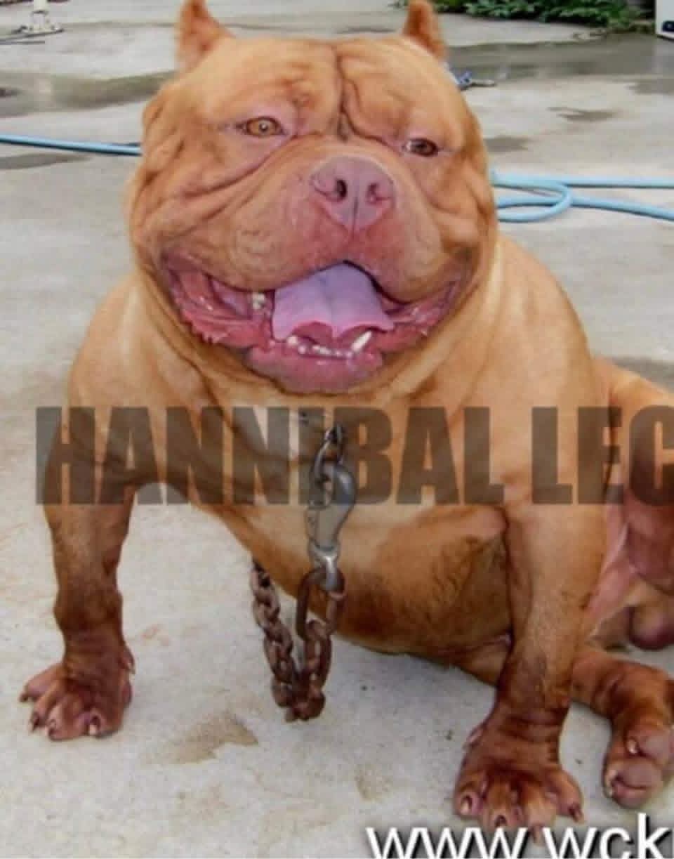 Dog Featured Image