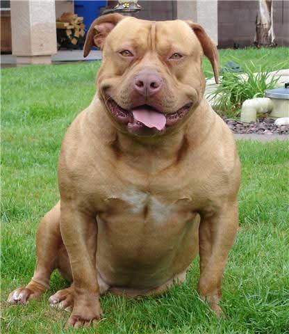 Dog Featured Image