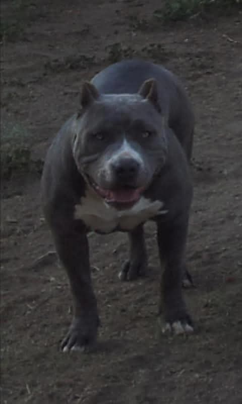 Dog Featured Image