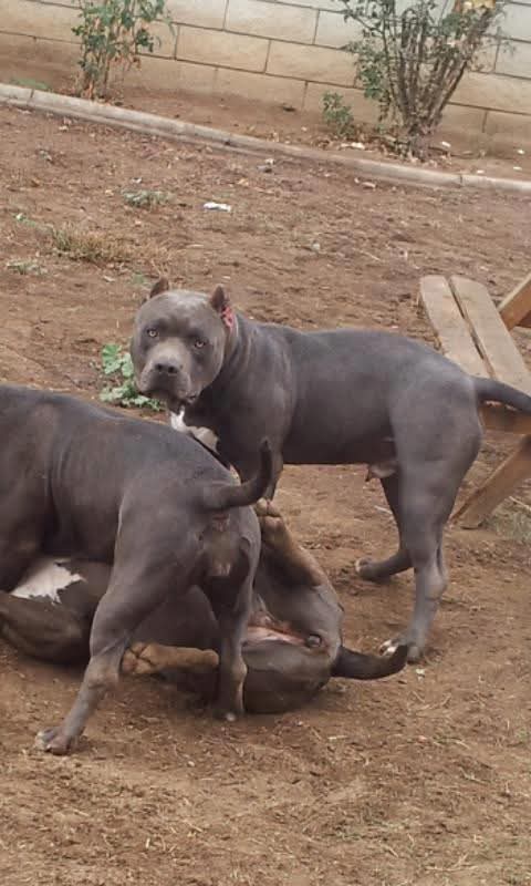 Dog Featured Image