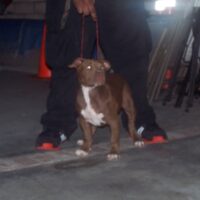 Dog Featured Image