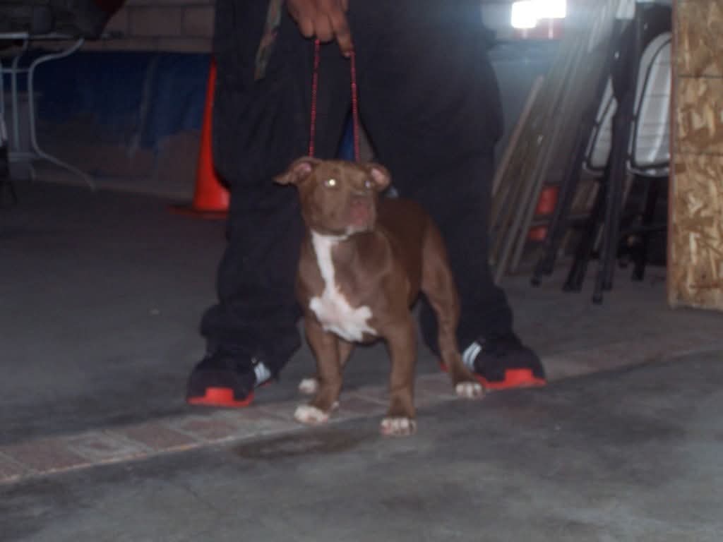 Dog Featured Image