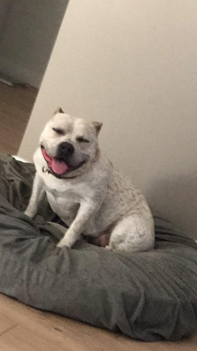 Dog Featured Image