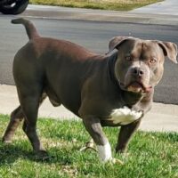 Dog Featured Image