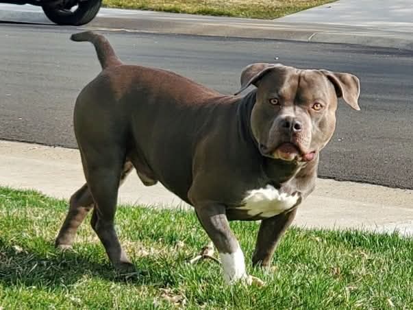 Dog Featured Image
