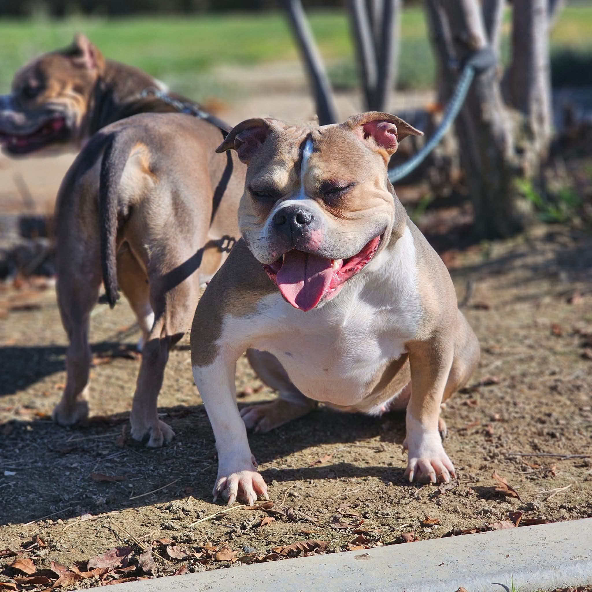 Dog Featured Image
