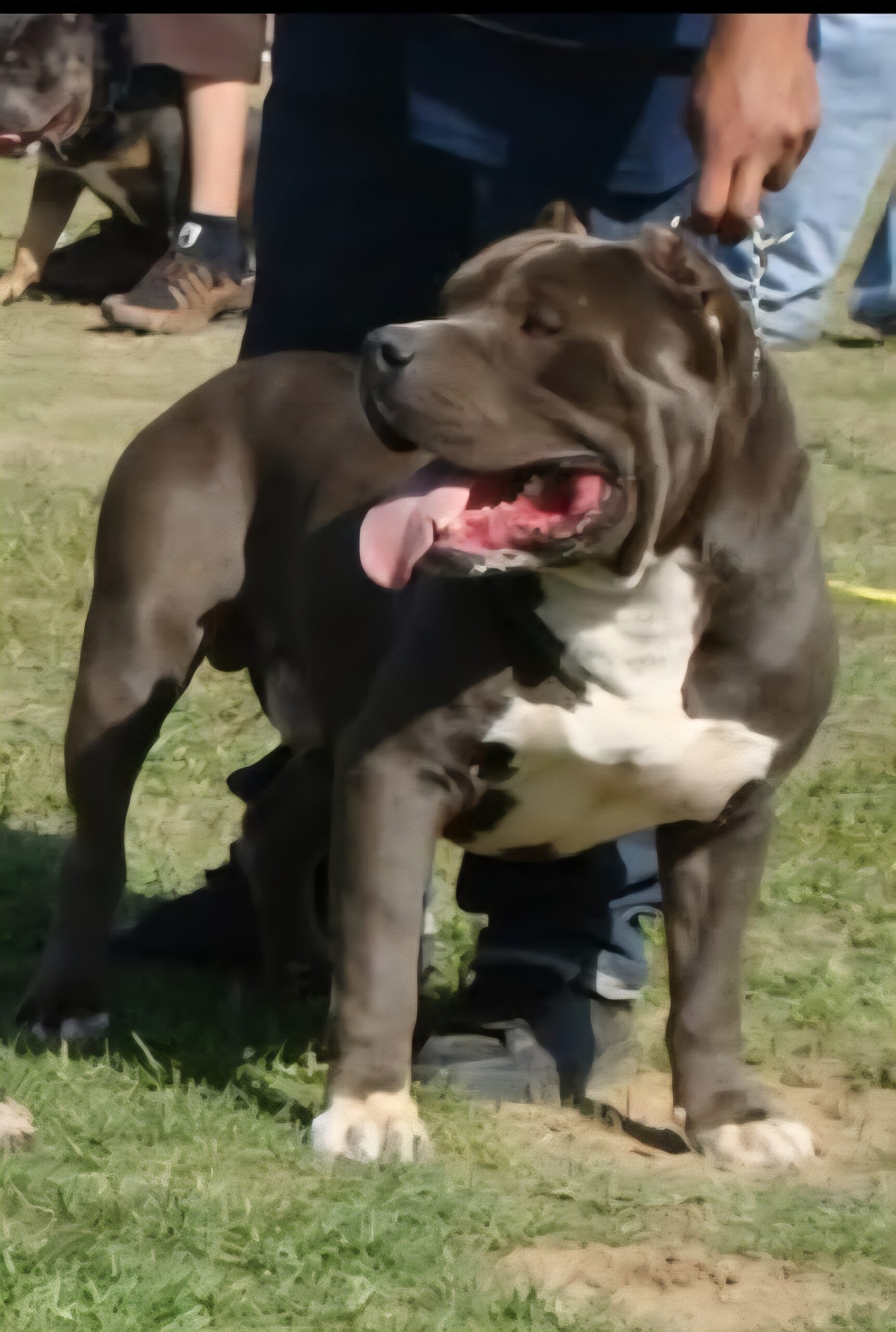 Dog Featured Image