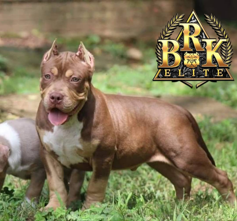 Dog Featured Image