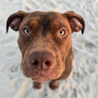 Dog Featured Image