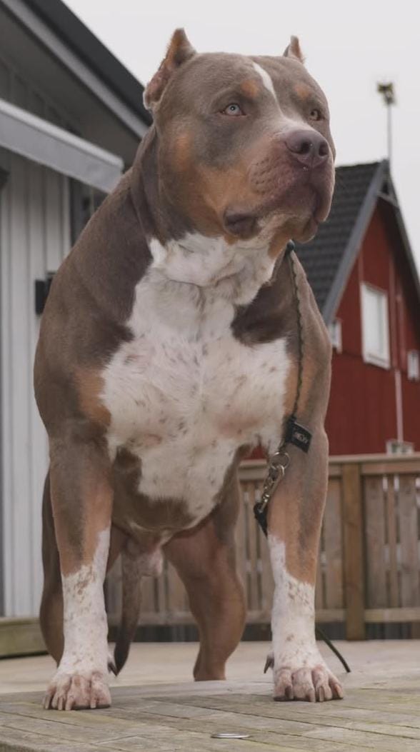 Dog Featured Image