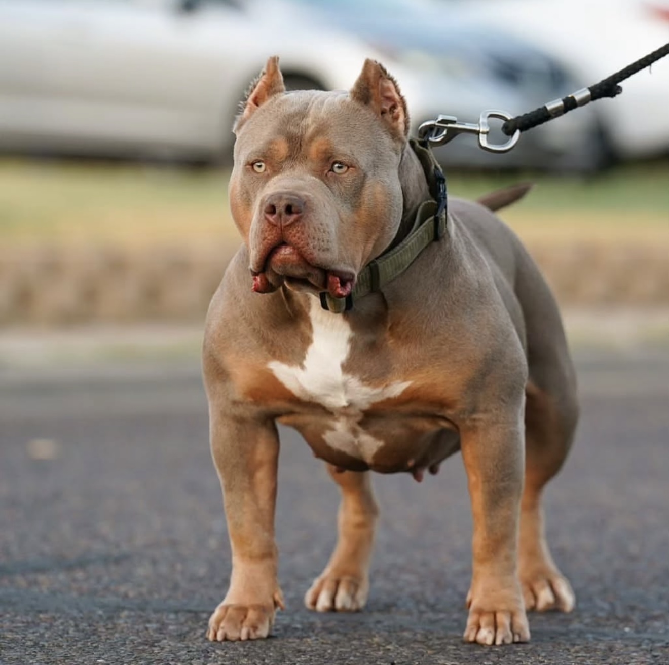 Dog Featured Image