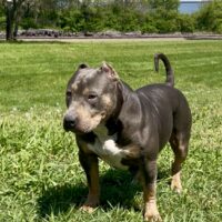 BGBD BIG LEX