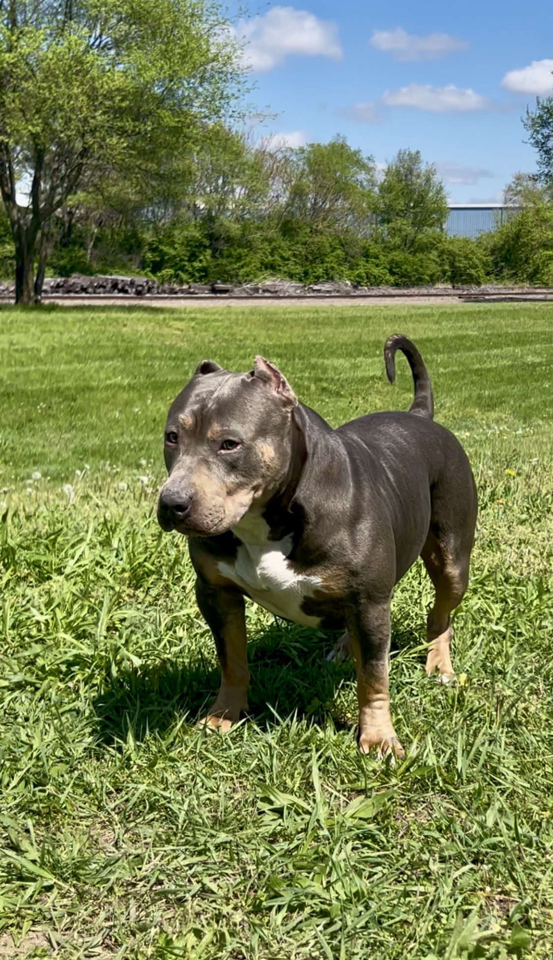 Dog Featured Image