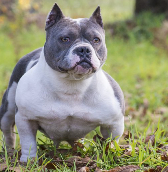 Dog Featured Image