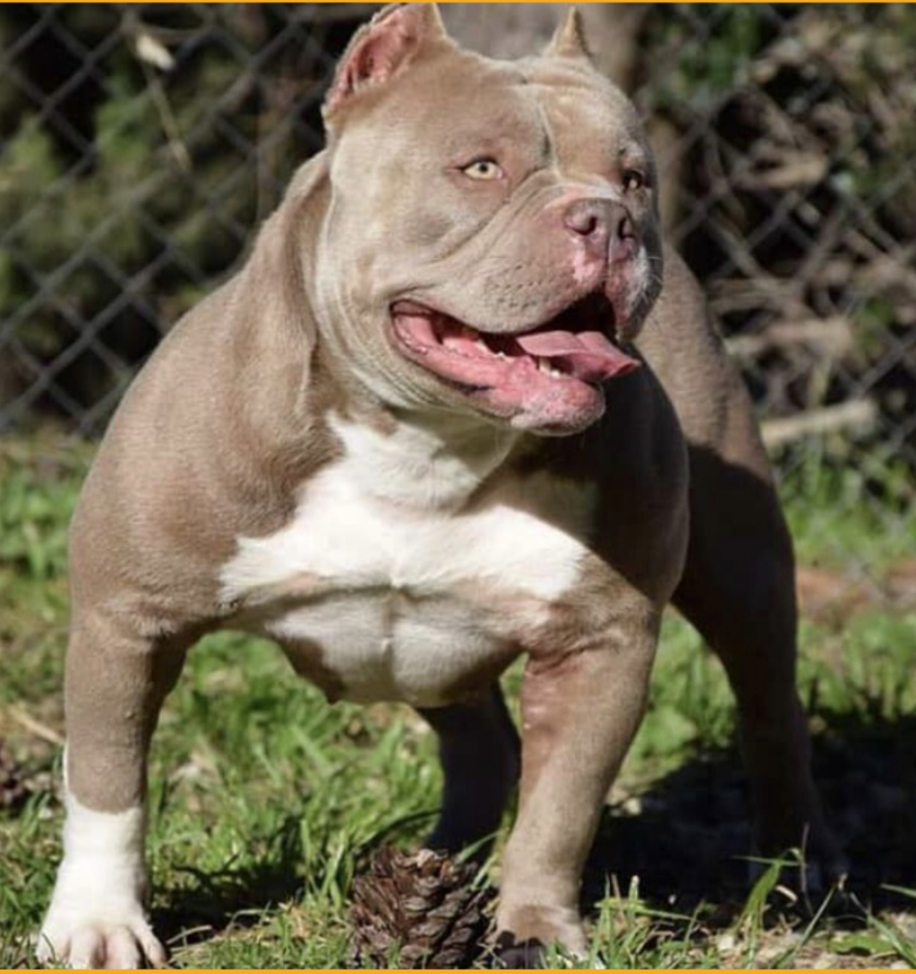 Dog Featured Image