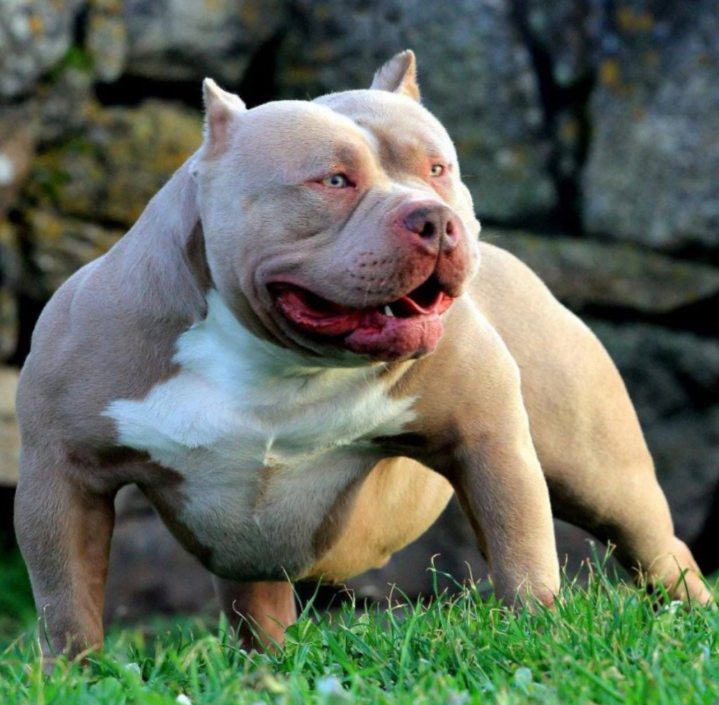 Dog Featured Image