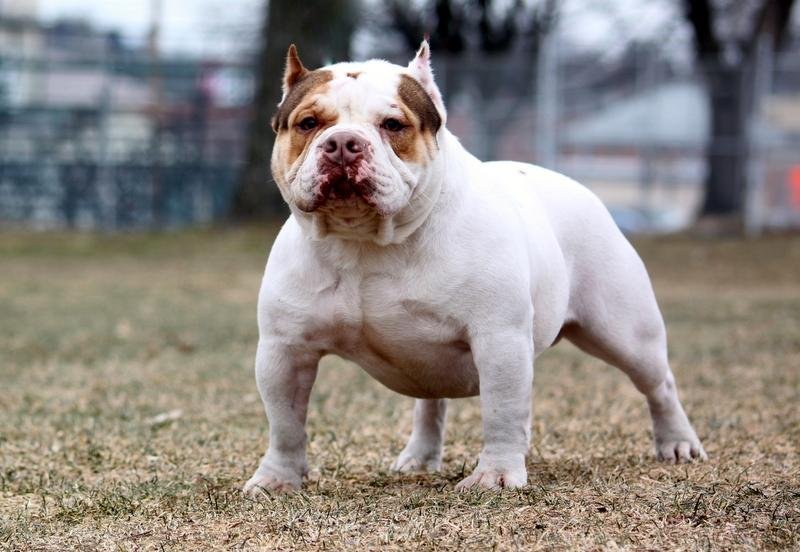 Dog Featured Image