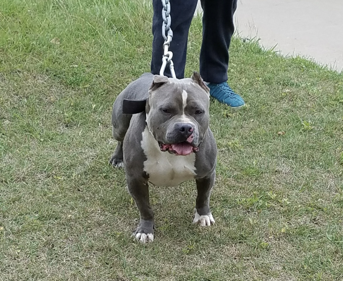 Dog Featured Image