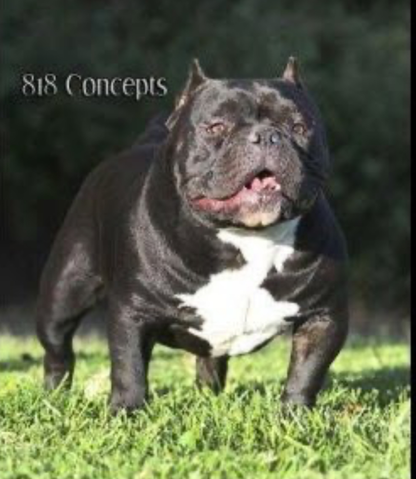 Dog Featured Image