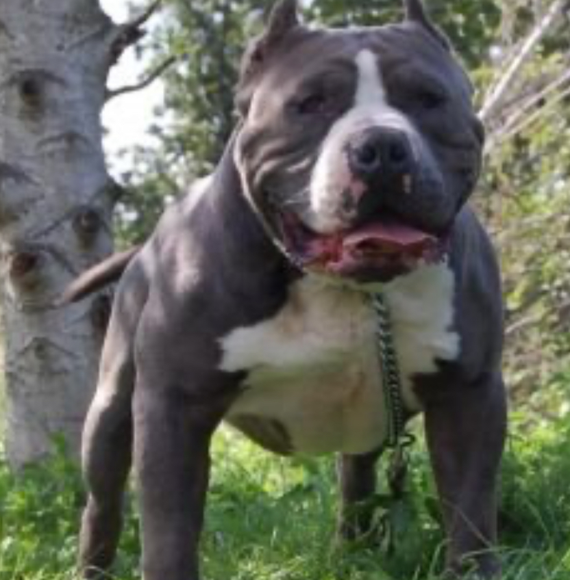 Dog Featured Image