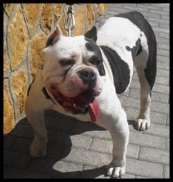 Dog Featured Image