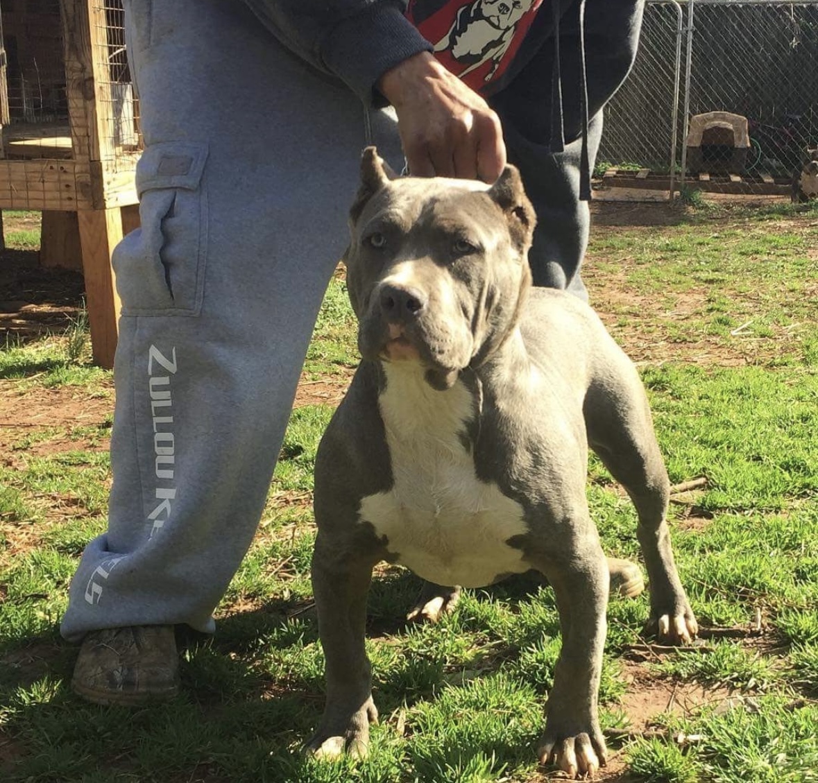 Dog Featured Image