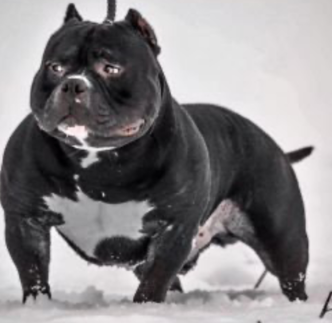 Dog Featured Image