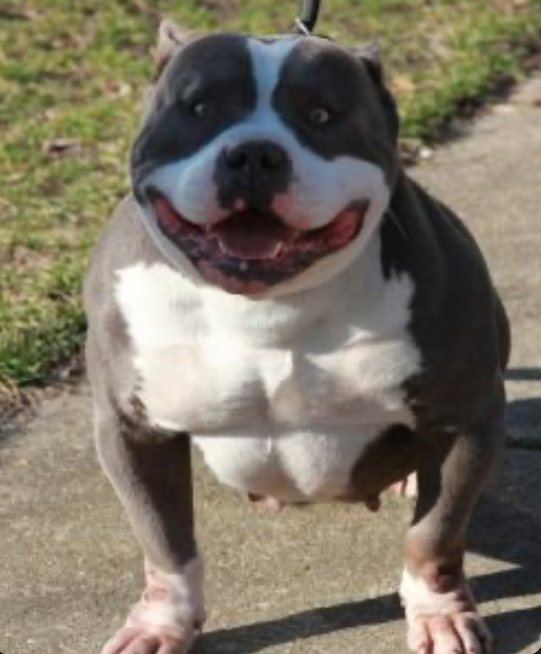 Dog Featured Image