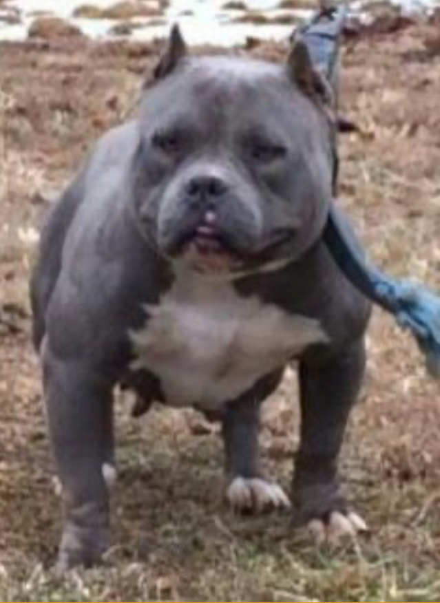 Dog Featured Image