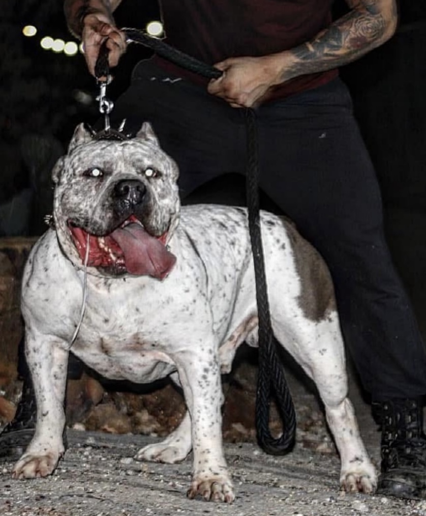 Dog Featured Image