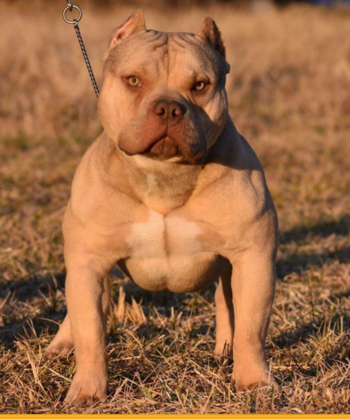 Dog Featured Image