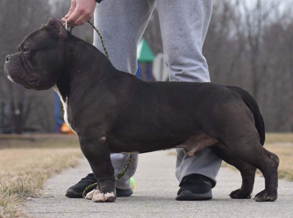 Dog Featured Image