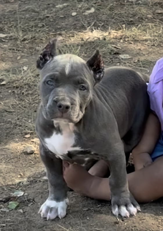Dog Featured Image