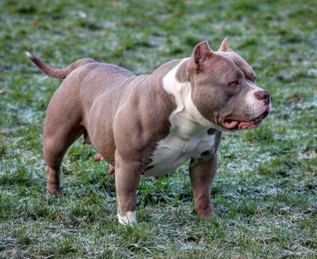 Dog Featured Image