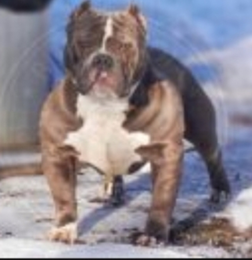 Dog Featured Image