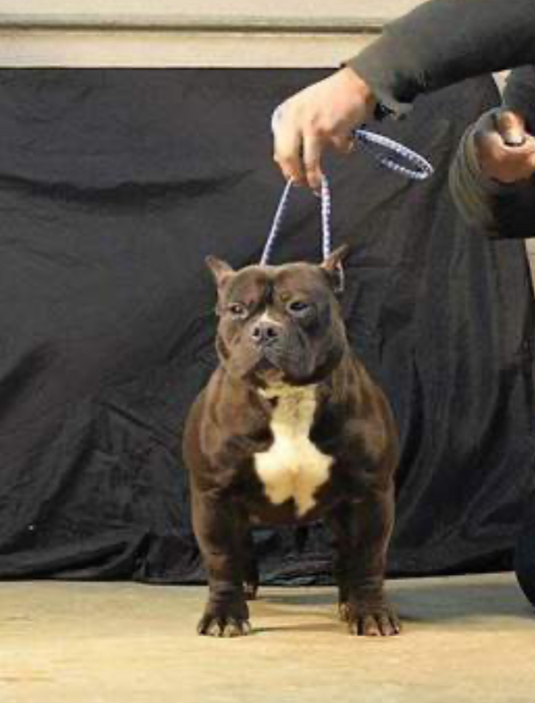 Dog Featured Image