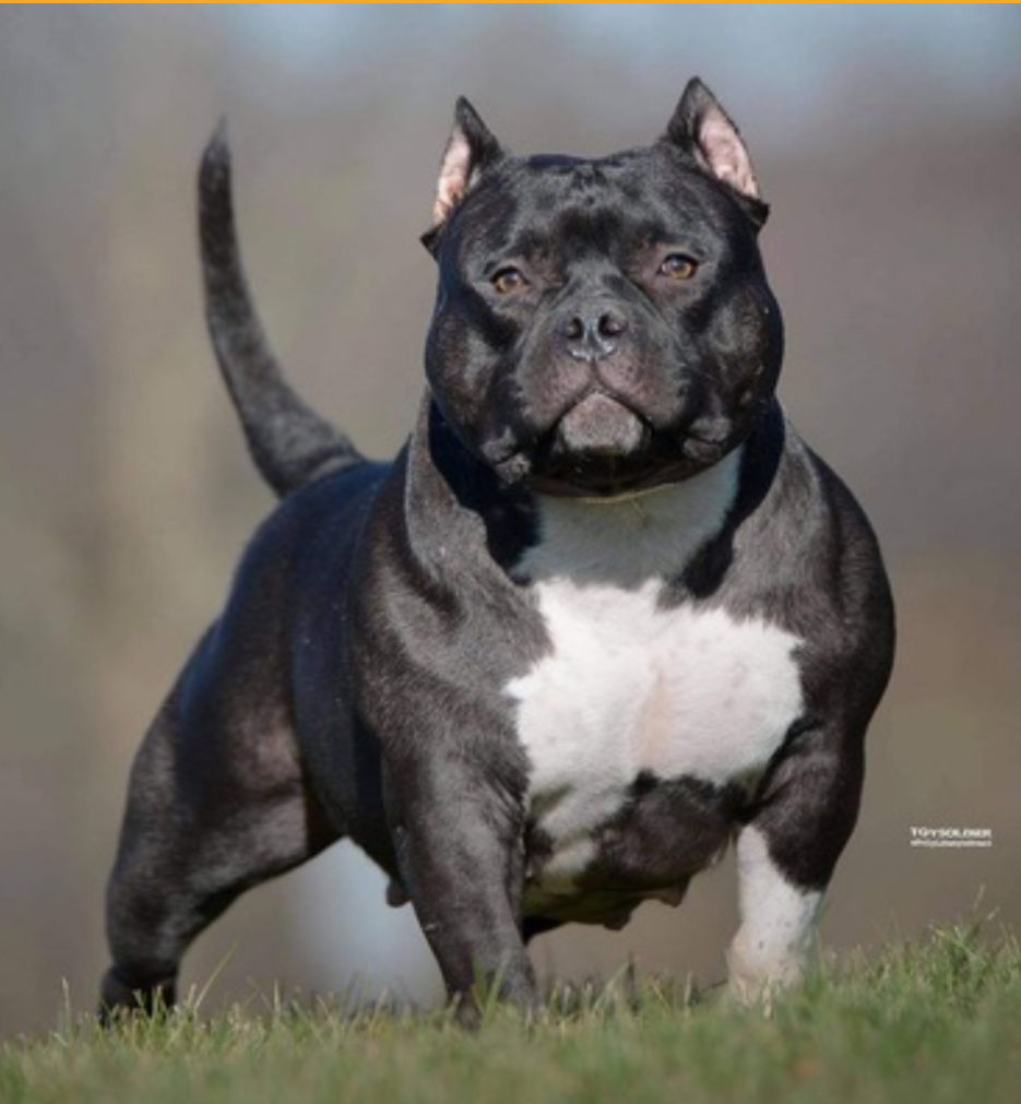 Dog Featured Image