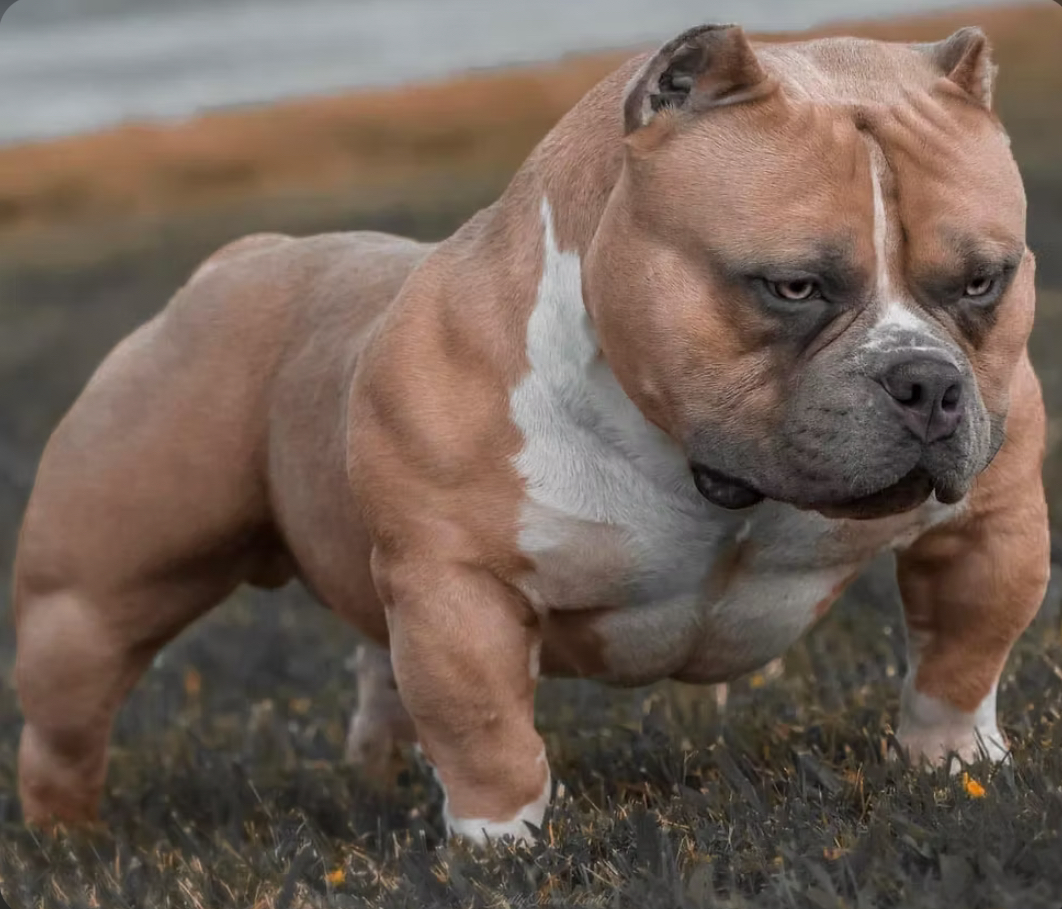 Dog Featured Image