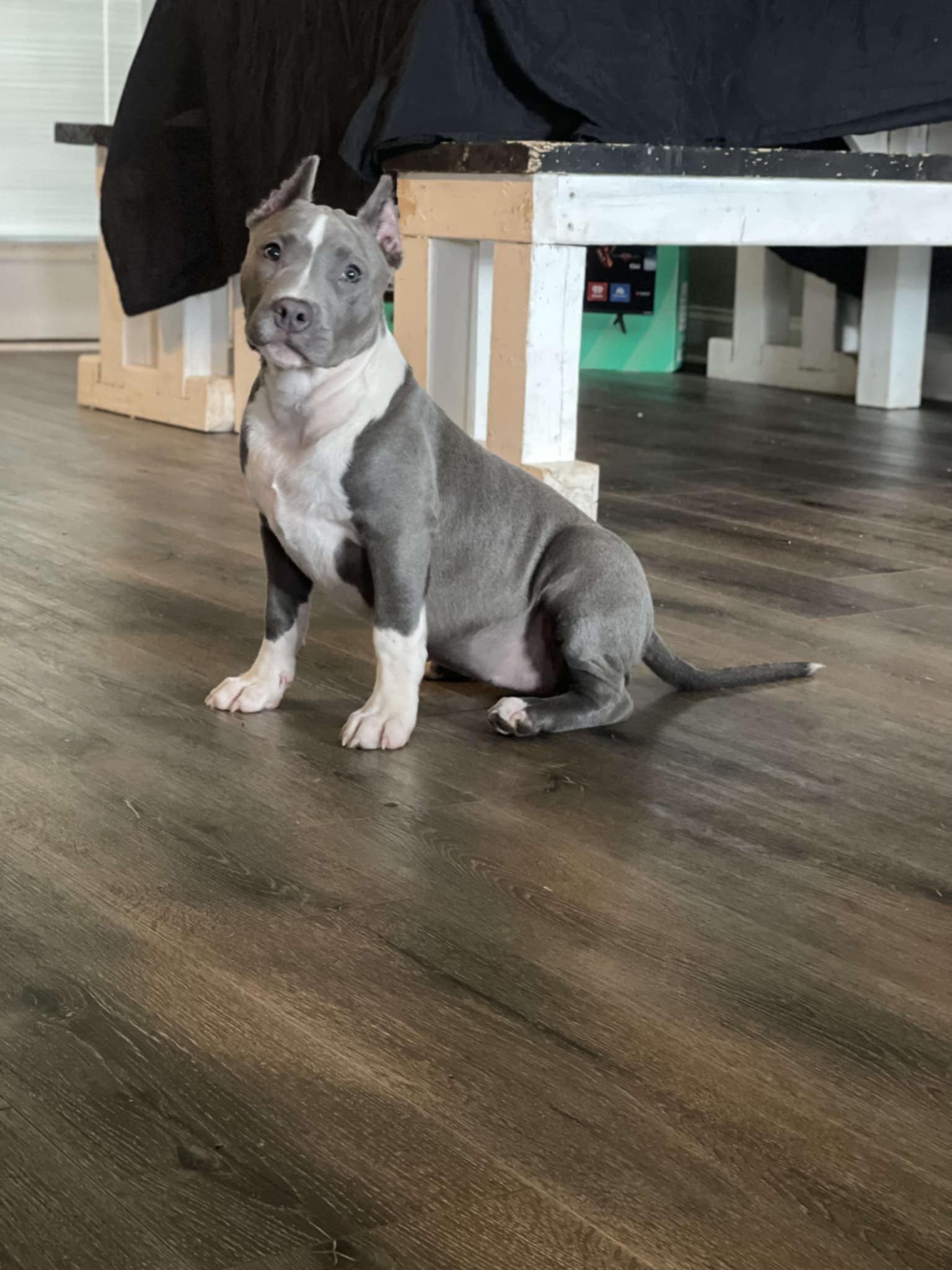 Dog Featured Image