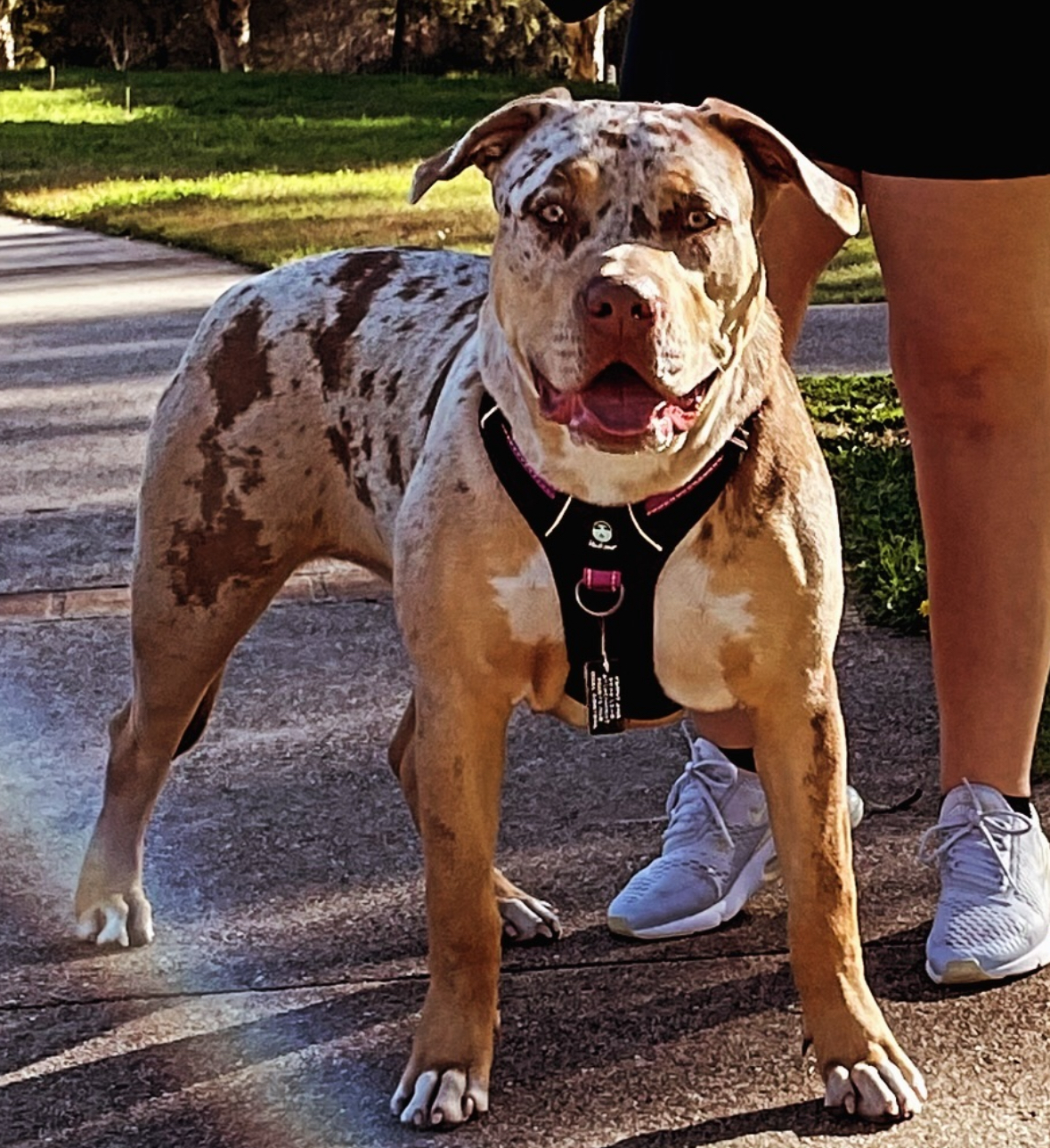 Dog Featured Image