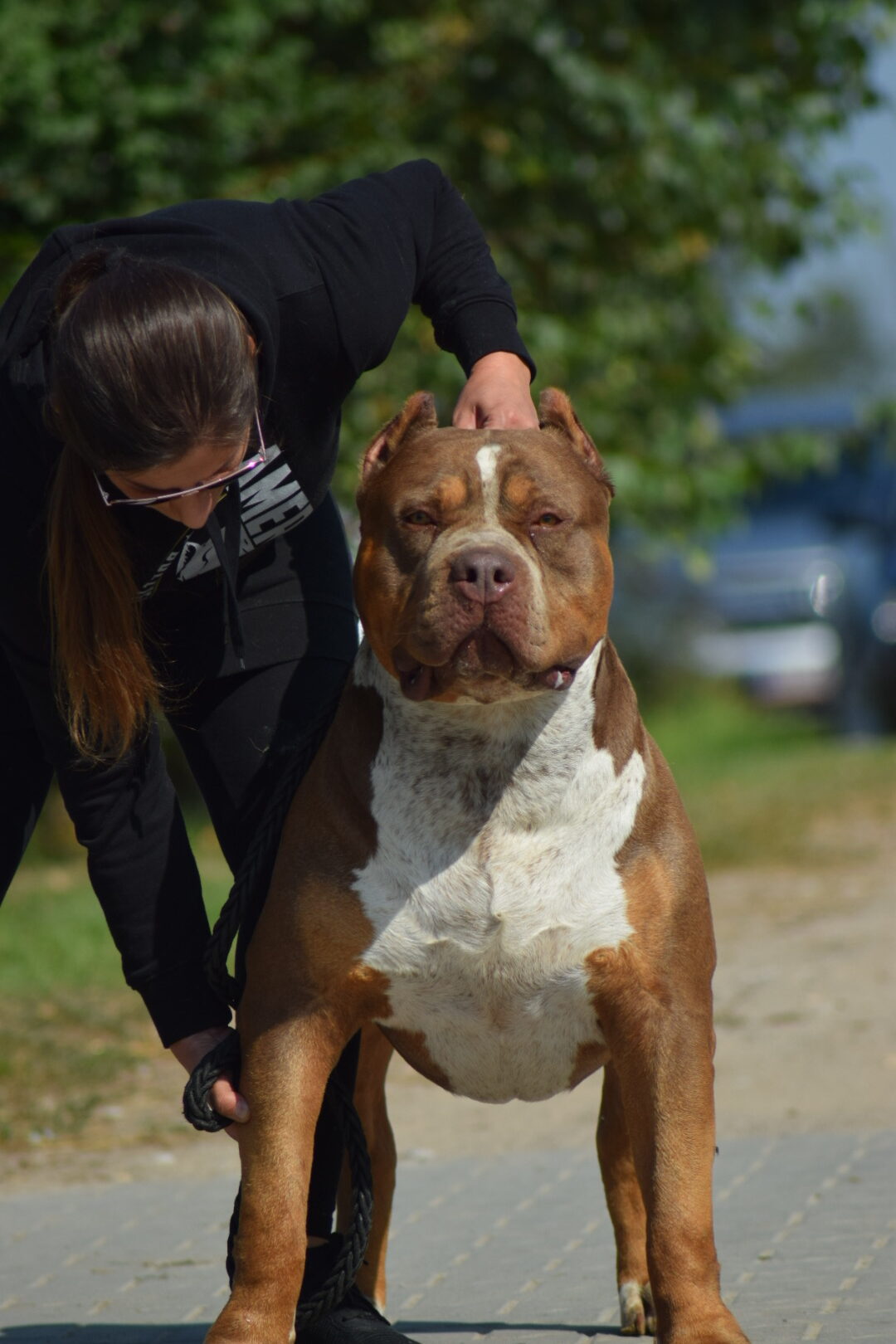 Dog Featured Image