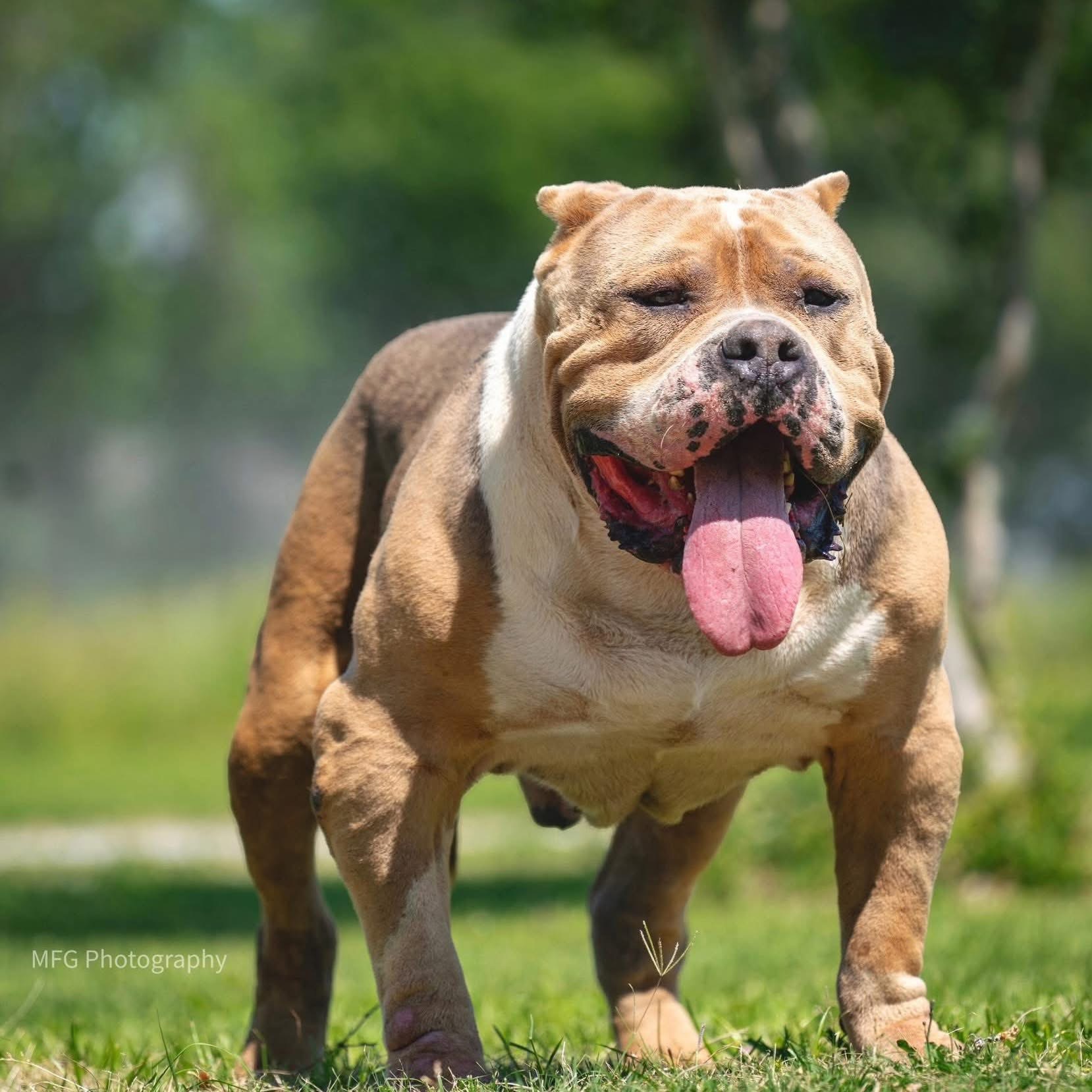 Dog Featured Image