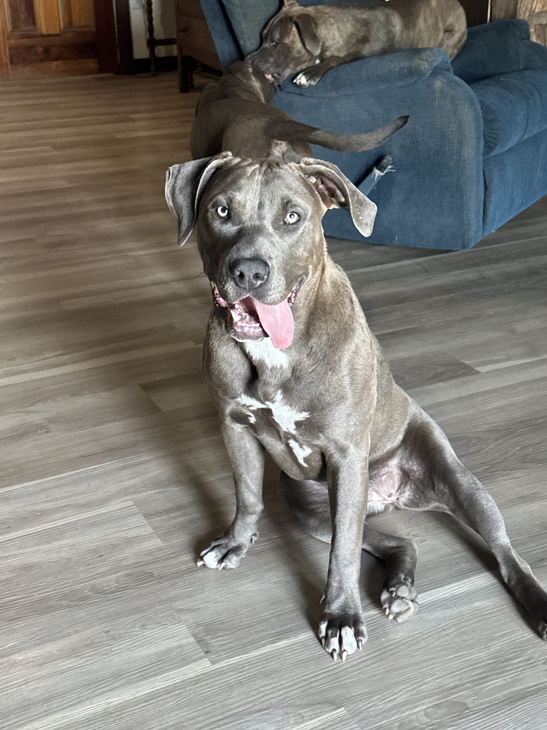 Dog Featured Image