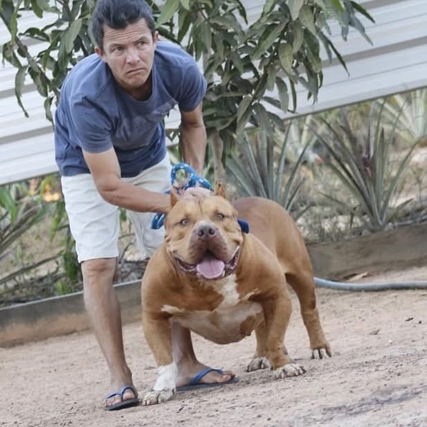 Dog Featured Image