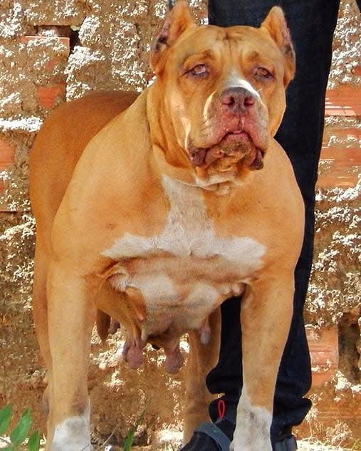 Dog Featured Image