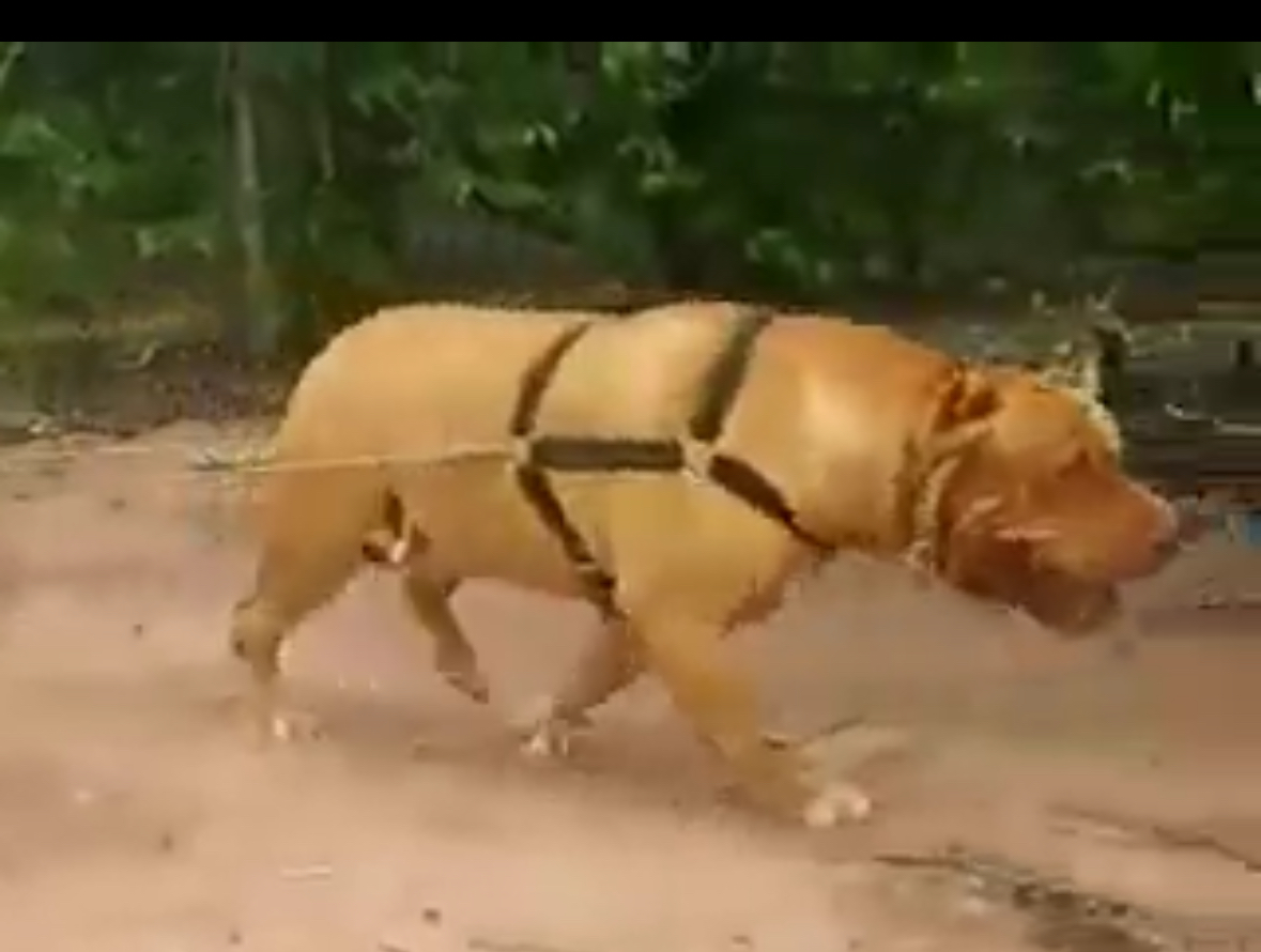 Dog Featured Image