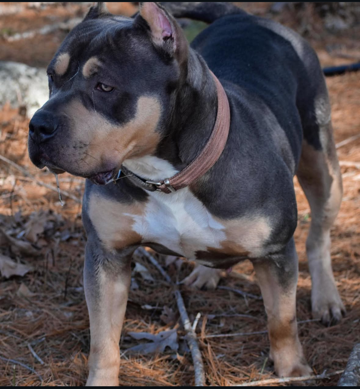 Dog Featured Image