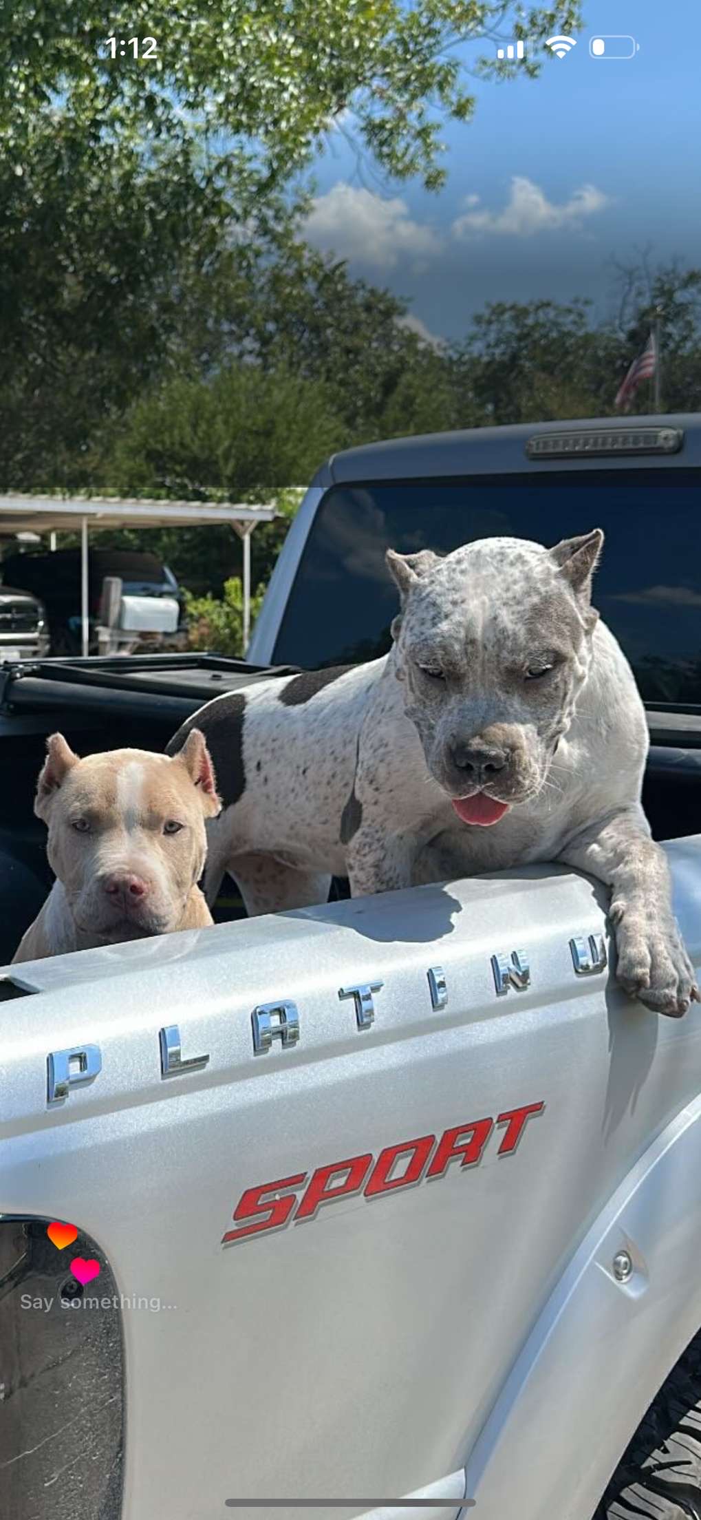 Dog Featured Image